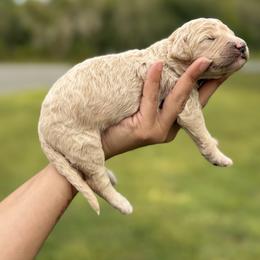Parker (Spider man) - Apricot male Poodle puppy in Spring Hill, Florida from Lecanto Puppy