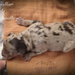 Bernedoodle and Goldendoodle Puppies from Adirondack Poodles Goldendoodles,Bernedoodles & Schnoodles