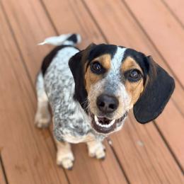 Lainey - Black tan and bluetick female Beagle puppy in Coraopolis, Pennsylvania from DeNard Beagles