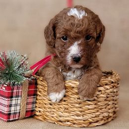 Assorted Doodle Crosses and Poodle Puppies from Center Hill Poodles and Doodles