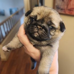 Purple collar girl - Fawn female Pug puppy in Tacoma, Washington from Precious Princess Pugs