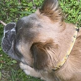 French Bulldogs from Kip's Frenchies