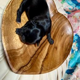 Boy 3 with white chest - Black male Shih Tzu puppy in Sherman, Texas from Shannon’s Sugar Sweet Shih Tzu’s