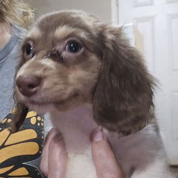 Chocolate and cream piebald girl - Piebald female Dachshund puppy in Lyle, Washington from Wines Wienery