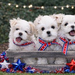 Maltese and Maltipoo Puppies from Chez Lexi Kennels