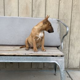 Girl 2 - Red Miniature Bull Terrier puppy in California from Shark Head Bullies MBT