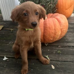 Lilly - Apricot female Goldendoodle puppy in Centralia, Missouri from Oodles Of Doodles Mo.
