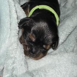 Oz (Ozzy) - Black and tan male Cavalier King Charles Spaniel puppy in Corpus Christi, Texas from Kings Cross Cavaliers