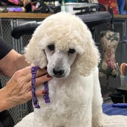 Camille - Cream female Poodle puppy in Port Orange, Florida from Daytona’s Standard Poodles