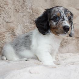 Ford - Dapple male Dachshund puppy in Mapleton, Utah from Utah County Dachshunds