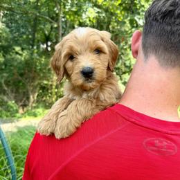 Yellow - Red male Bernedoodle puppy in Milford, Ohio from Doodle Duo