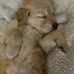 Girl Pick 5 - Light golden female Golden Retriever puppy in Portland, Oregon from Joyfully Golden