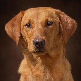 Cella - Labrador Retriever