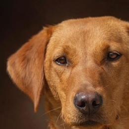 Cella - Labrador Retriever