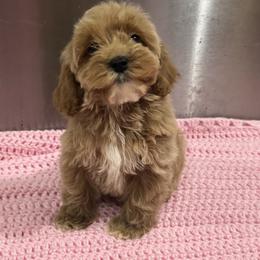 Blue - Golden male Cockapoo puppy in Lancaster, Kentucky from Dream Paws Puppies, LLC
