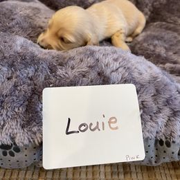 Dachshund Puppies from Forever home dachshunds