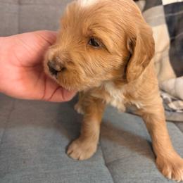 Blue collar boy - Cream male Labradoodle puppy in Pollock Pines, California from Goindoodles