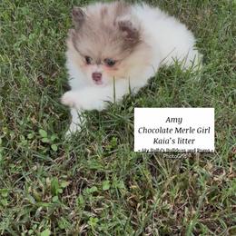 Amy - Chocolate merle female Pomeranian puppy in Inola, Oklahoma from My Bella’s Pomeranians