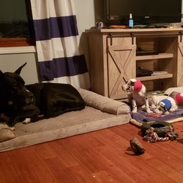 Great Dane Puppies from HCC Great Danes