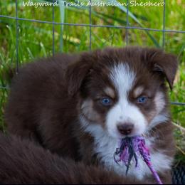 Sequoia - Red tri-color female Australian Shepherd puppy in Bloomfield, New York from Wayward Trails Kennel