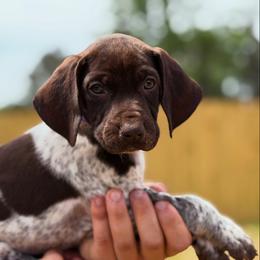 Jackie purple collar - Liver roan female German Shorthaired Pointer puppy in Six Mile, South Carolina from The Proper Pointer Co.