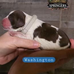 Washington - Liver white and roan male English Springer Spaniel puppy in Ocoee, Tennessee from Ocoee Mountain Springers