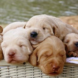 Goldendoodles, Labradoodles, and Poodles from Nacadoodles