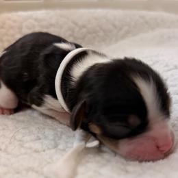 Eve - Tri-color female Cavalier King Charles Spaniel puppy in Katy, Texas from True Heart Cavaliers LLC