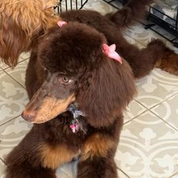 Cranberry Wisp - Phantom female Poodle puppy in Corona, California from Garden Of Poodles