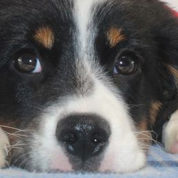 Aussiedoodles, Companion Crosses, Pomskies, and Pugs from Perfect Pugs