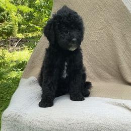 Baguette - Black male Sheepadoodle puppy in Columbia, Tennessee from Primrose Cottage Puppies