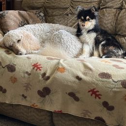 Pomsky All Grown Up from Kenna'z Kuddly Pomskiez