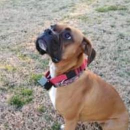 Rose - Boxer