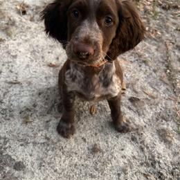 English Springer Spaniel Puppies from Cherokee Springers of NWFL