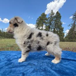Blue Merle girl 1 - Blue merle female Australian Shepherd puppy in Chino Valley, Arizona from Cu2 Aussies