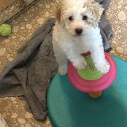 Aussiedoodle Puppies from Creek Bend Farm