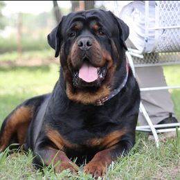 Cash - Rottweiler