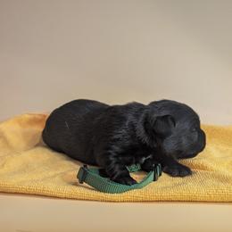 Olive - female Patterdale Terrier puppy in Yucaipa, California from Moormont Kennels