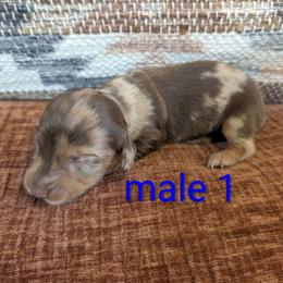 Petey - Dapple male Dachshund puppy in Barnard, Missouri from KB Doxies