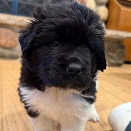 Girl 3 - White and black female Newfoundland puppy in Saukville, Wisconsin from Crossroads Canines ~ Brussels Griffon and Newfoundland Dogs