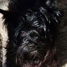 Diamond - Yorkshire Terrier