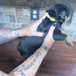Boy 3 - male Rottweiler puppy in Brighton, Tennessee from Come what May Rottweillers & rescues llc