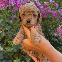 Milo - Apricot male Assorted Doodle Crosses puppy in Yuba City, California from Lucky Day Doodles