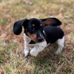Shades READY TO GO - Piebald male Dachshund puppy in Gentry, Arkansas from Sweet As Pie Doxies