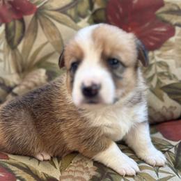 AL - Sable and white American Corgi puppy in Bethany, Connecticut from Wetmore Corgis