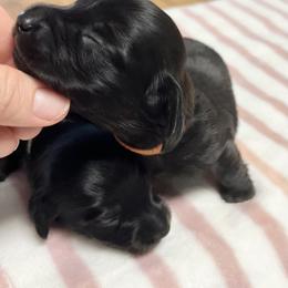 Valentine's Brindle - Brindle male Dachshund puppy in Prescott, Arizona from Dachshund Family Love Breeders