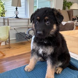 Elsa - Black and tan female German Shepherd puppy in Purcellville, Virginia from Firelight Farm