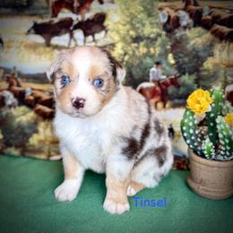 Tinsel - Blue merle male Miniature Australian Shepherd puppy in Chino Valley, Arizona from BlueZion Aussies