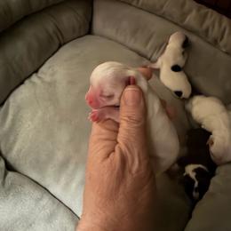 Elsa - White female Chihuahua puppy in Seneca, Missouri from Stephanie’s Puppy Colony