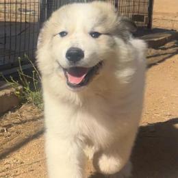 Max - White and badger male Great Pyrenees puppy in San Diego, California from McCarthy Ranchette LLC